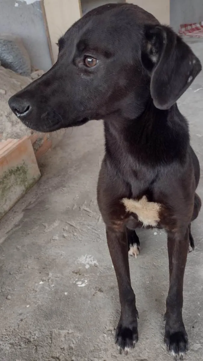 Cachorro raça SRD-ViraLata idade 1 ano nome Pantera