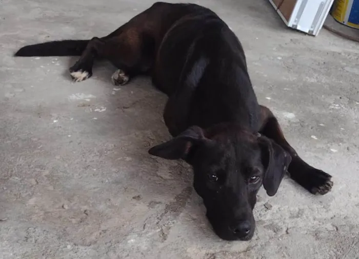 Cachorro raça SRD-ViraLata idade 1 ano nome Pantera