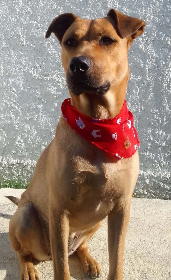 Cachorro ra a SRD-ViraLata idade 1 ano nome Lola para adoção responsável!