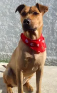 Lola para adoção responsável!