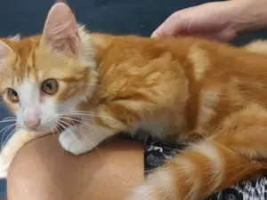 Gato raça Vira lata idade 2 a 6 meses nome Tigresa