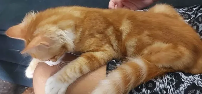Gato ra a Vira lata idade 2 a 6 meses nome Tigresa