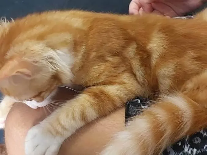 Gato ra a Vira lata idade 2 a 6 meses nome Tigresa