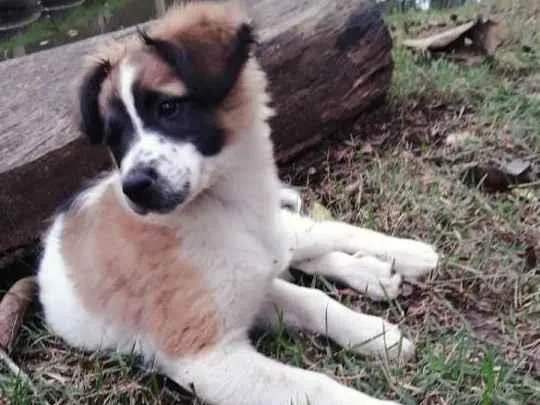 Cachorro ra a SRD-ViraLata idade 2 anos nome MEL