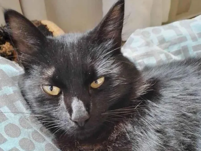 Gato ra a SRD-ViraLata idade 1 ano nome Maios