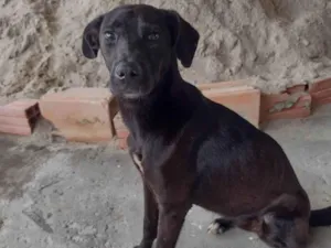 Cachorro raça SRD-ViraLata idade 1 ano nome Pantera