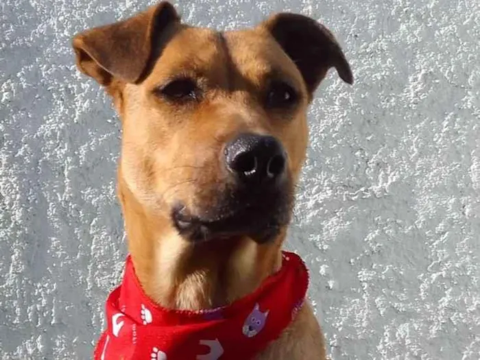 Cachorro ra a SRD-ViraLata idade 1 ano nome Lola para adoção responsável!