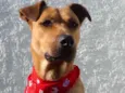 Lola para adoção responsável!