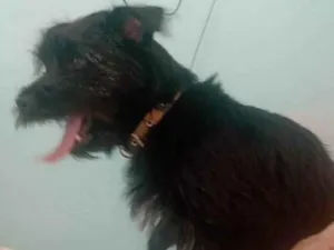 Cachorro raça Não definida  idade 7 a 11 meses nome Dengoso 