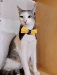 Gato raça Srd idade 2 anos nome Gatos lindos 