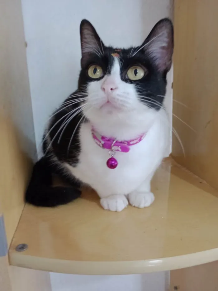 Gato raça Srd idade 2 anos nome Gatos lindos 