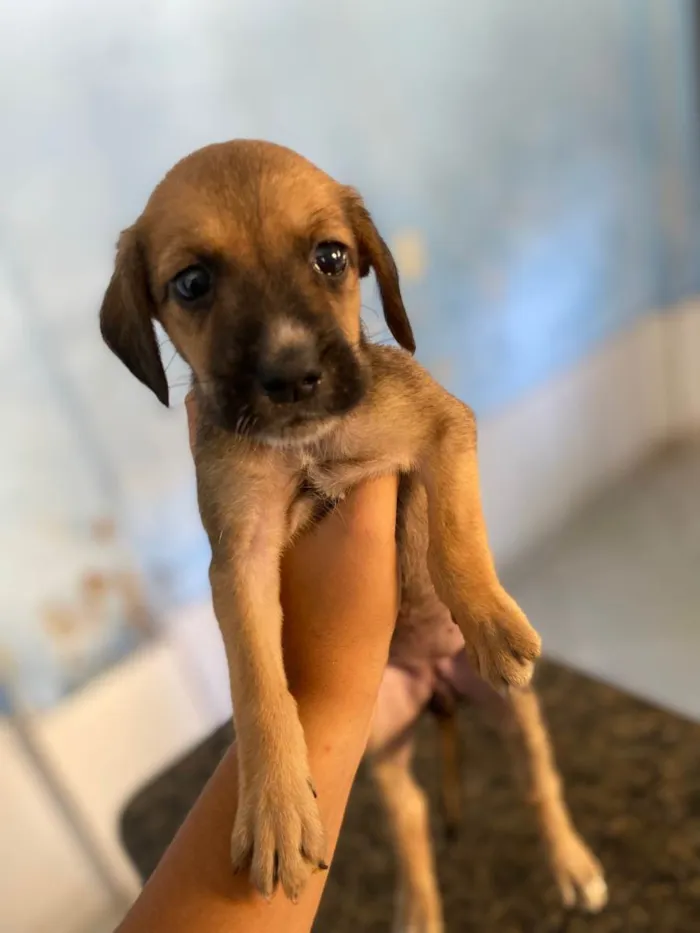 Cachorro ra a SRD-ViraLata idade Abaixo de 2 meses nome Ainda não tem nome