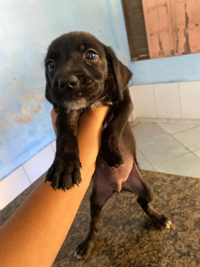 Cachorro ra a SRD-ViraLata idade Abaixo de 2 meses nome Ainda não tem nome