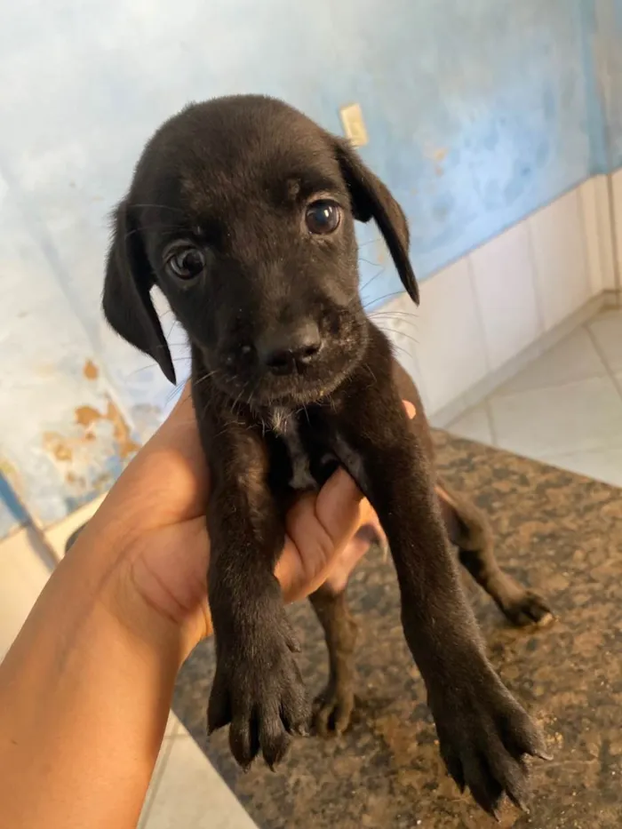 Cachorro ra a SRD-ViraLata idade Abaixo de 2 meses nome Ainda não tem nome