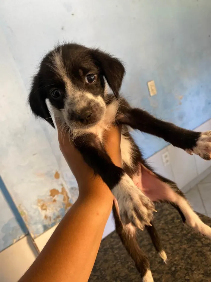 Cachorro ra a SRD-ViraLata idade Abaixo de 2 meses nome Ainda não tem nome