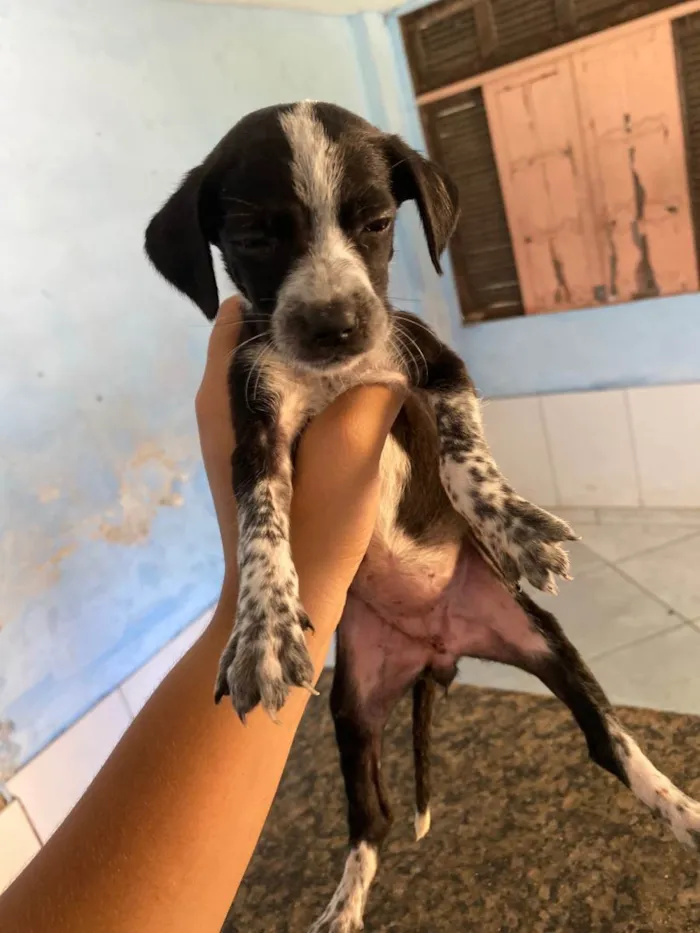 Cachorro ra a SRD-ViraLata idade Abaixo de 2 meses nome Ainda não tem nome