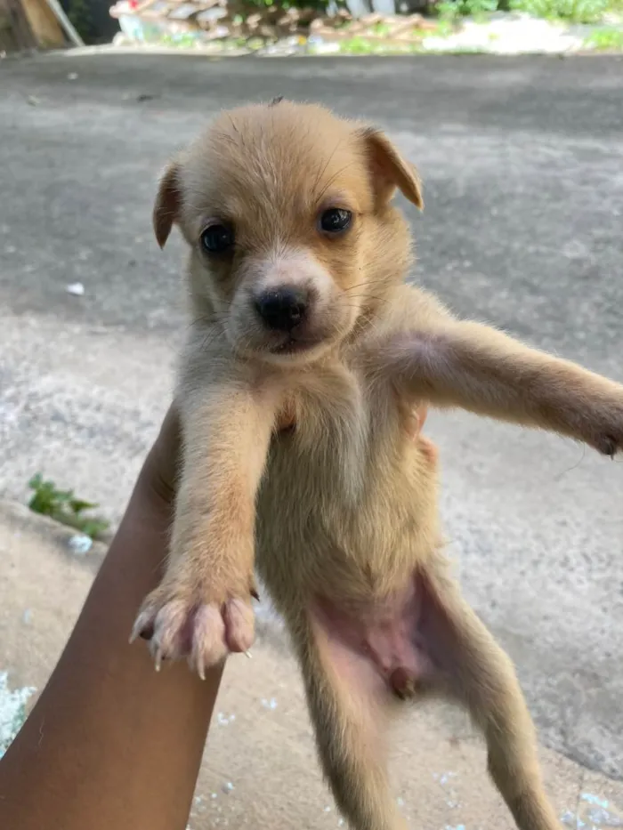 Cachorro ra a SRD-ViraLata idade Abaixo de 2 meses nome Ainda não tem nome