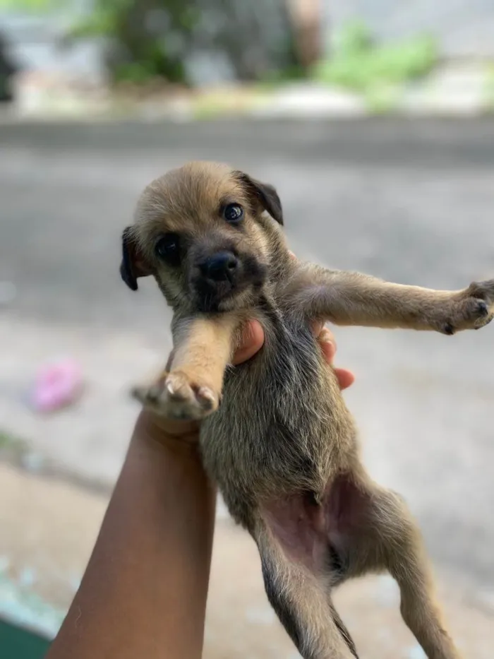 Cachorro ra a SRD-ViraLata idade Abaixo de 2 meses nome Ainda não tem nome