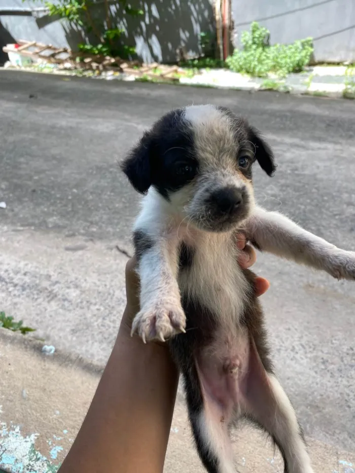 Cachorro ra a SRD-ViraLata idade Abaixo de 2 meses nome Ainda não tem nome