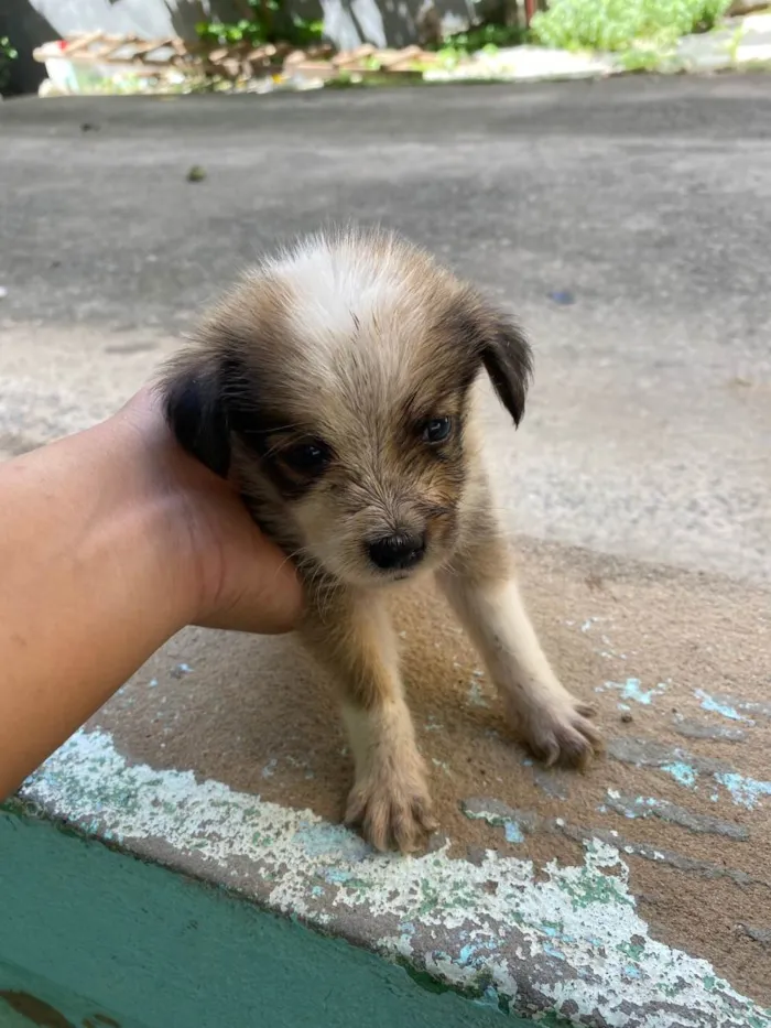 Cachorro ra a SRD-ViraLata idade Abaixo de 2 meses nome Ainda não tem nome