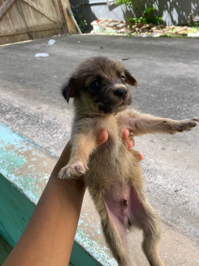 Cachorro ra a SRD-ViraLata idade Abaixo de 2 meses nome Ainda não tem nome