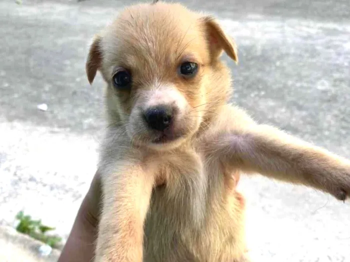 Cachorro ra a SRD-ViraLata idade Abaixo de 2 meses nome Ainda não tem nome