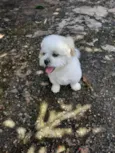 Floquinho