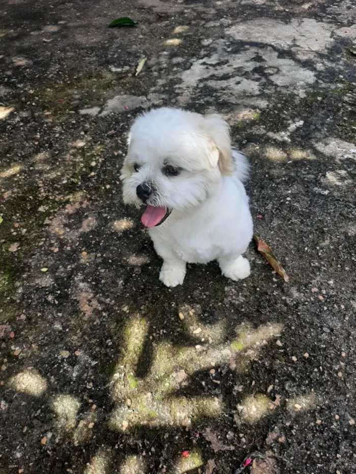 Cachorro raça Shitzu idade 4 anos nome Floquinho