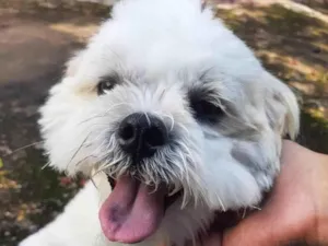 Cachorro raça Shitzu idade 4 anos nome Floquinho