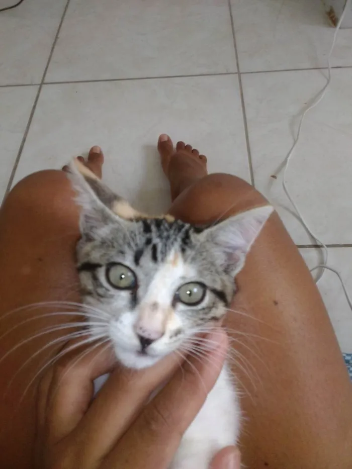 Gato ra a  idade 2 a 6 meses nome Bilu