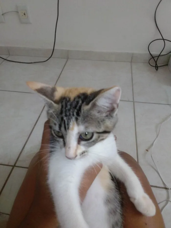 Gato ra a  idade 2 a 6 meses nome Bilu