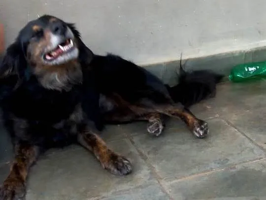 Cachorro ra a SRD-ViraLata idade 3 anos nome Josef