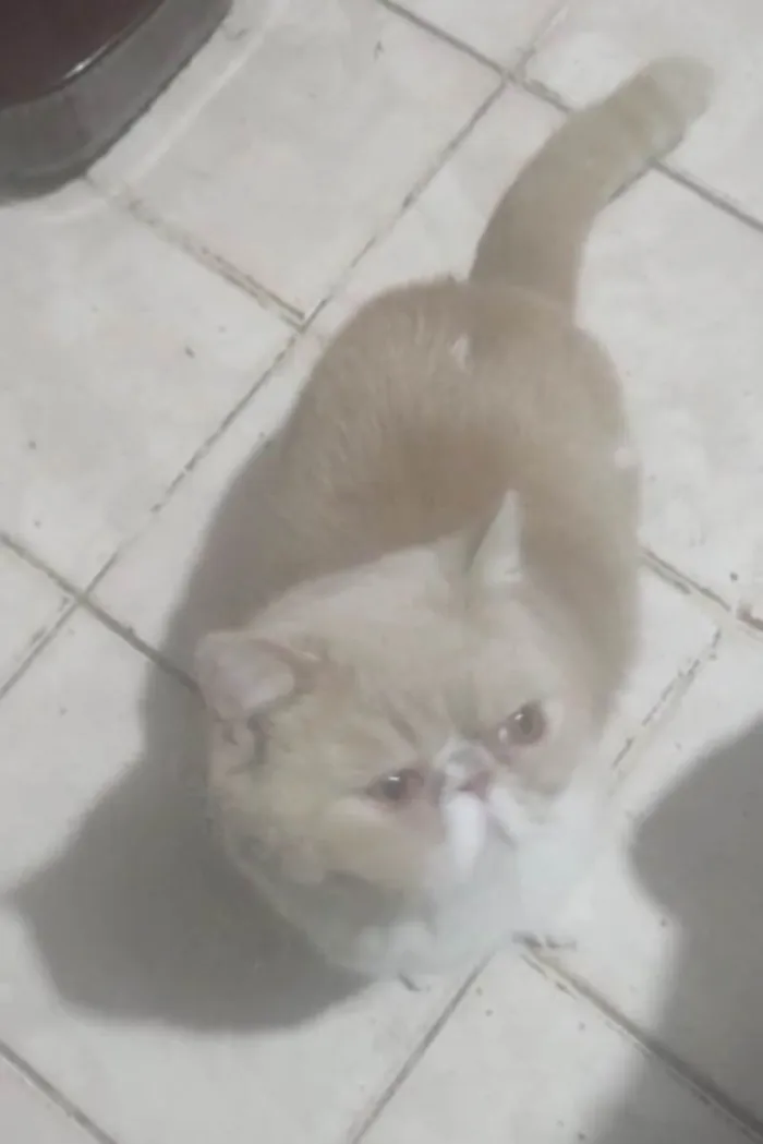 Gato ra a Persa idade 6 ou mais anos nome Cabecinha