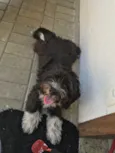 Bob