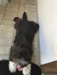 Bob