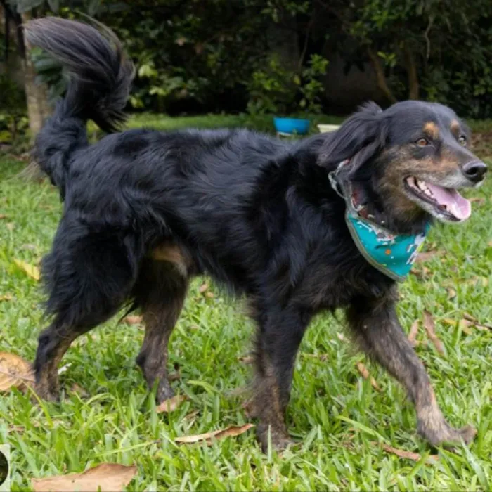 Cachorro ra a SRD-ViraLata idade 3 anos nome Josef