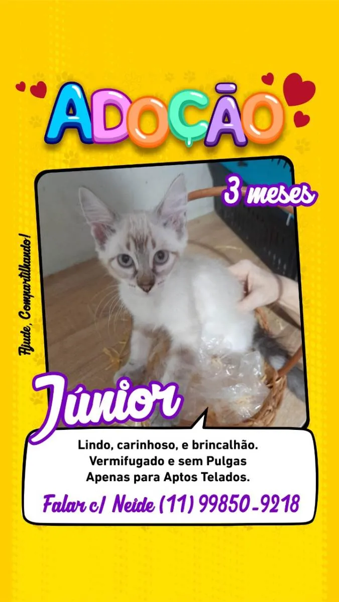 Gato ra a SRD-ViraLata idade 2 a 6 meses nome Júnior e Belinha