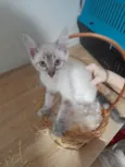 Júnior e Belinha