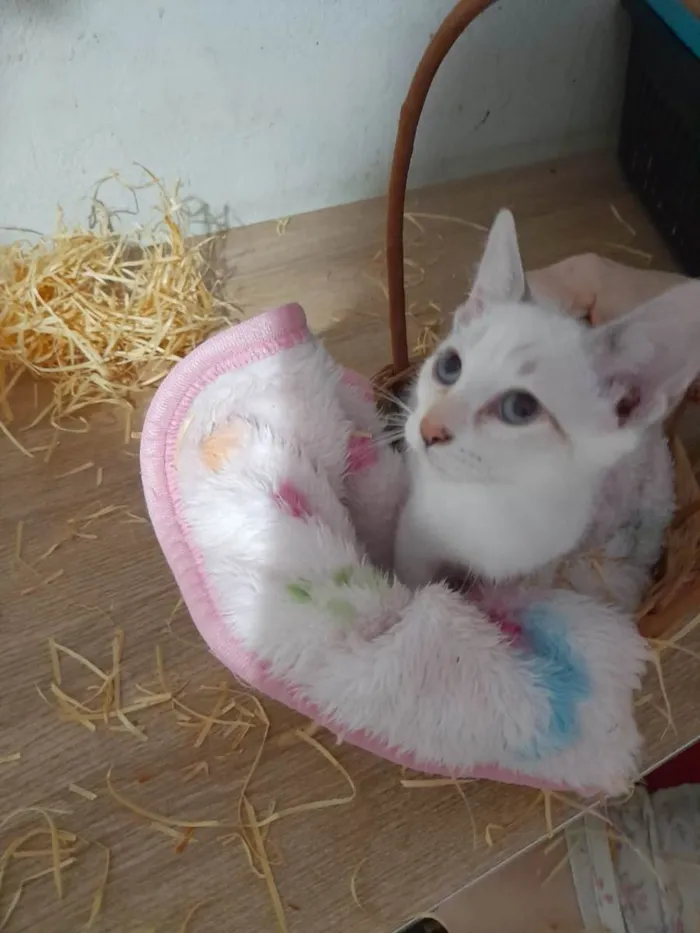 Gato ra a SRD-ViraLata idade 2 a 6 meses nome Júnior e Belinha