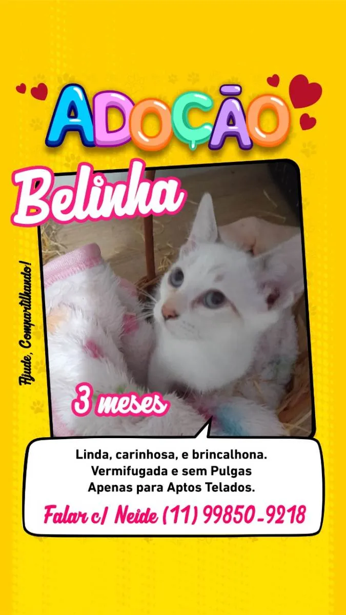 Gato ra a SRD-ViraLata idade 2 a 6 meses nome Júnior e Belinha