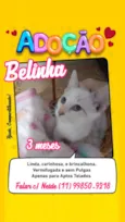 Júnior e Belinha