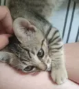 Juno