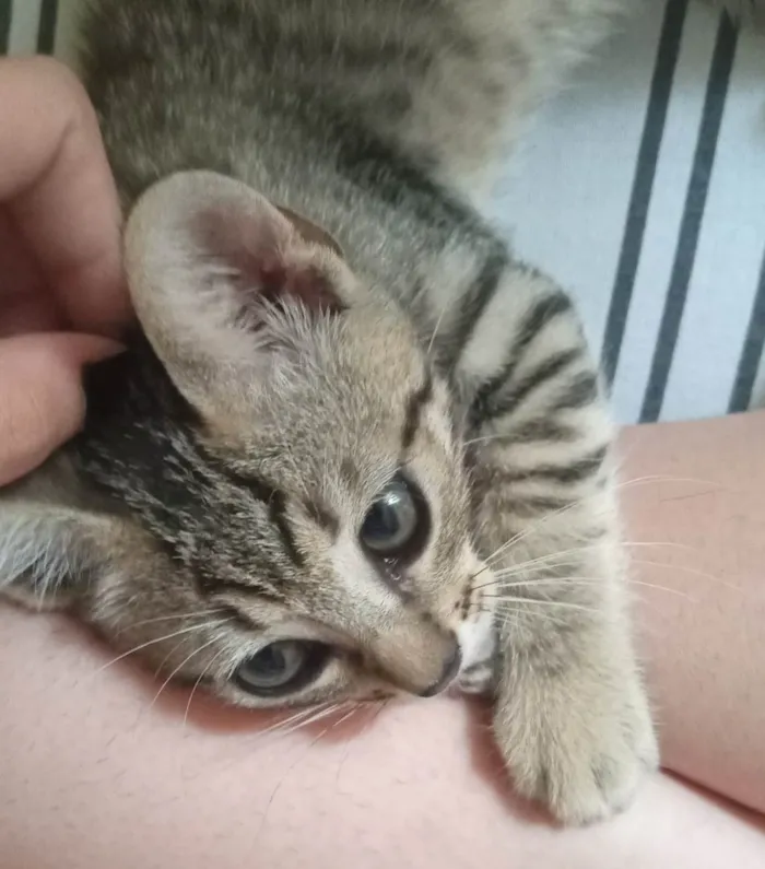 Gato raça  idade  nome Juno