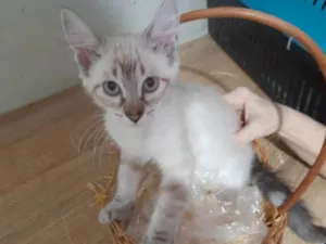 Gato raça SRD-ViraLata idade 2 a 6 meses nome Júnior e Belinha