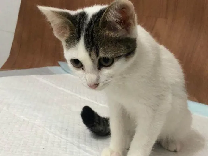 Gato raça Srd idade 2 a 6 meses nome Gatinhos fofos 