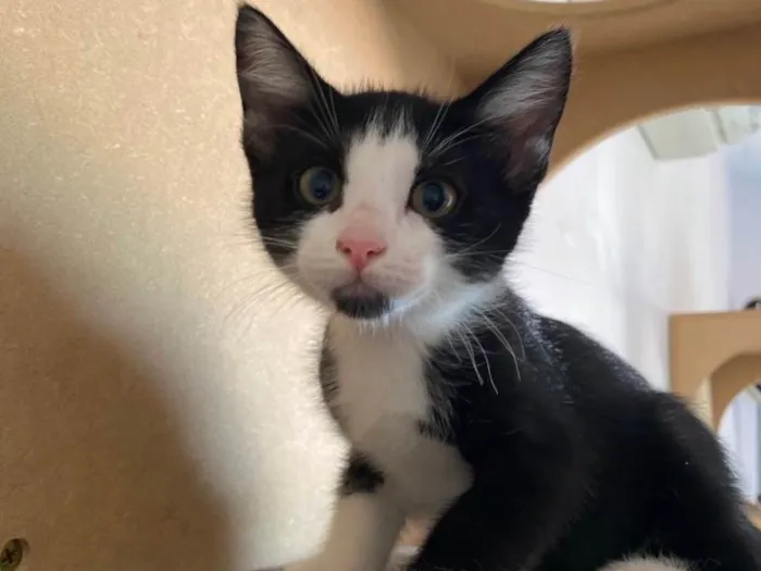 Cachorro raça Srd idade 2 a 6 meses nome Barbicha