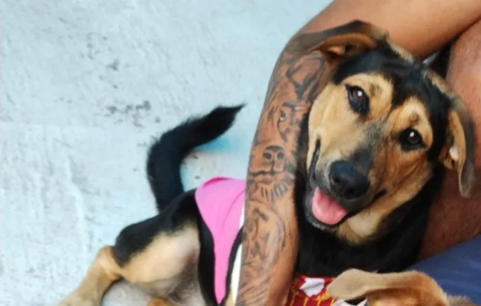 Cachorro ra a SRD-ViraLata idade 7 a 11 meses nome Fiona