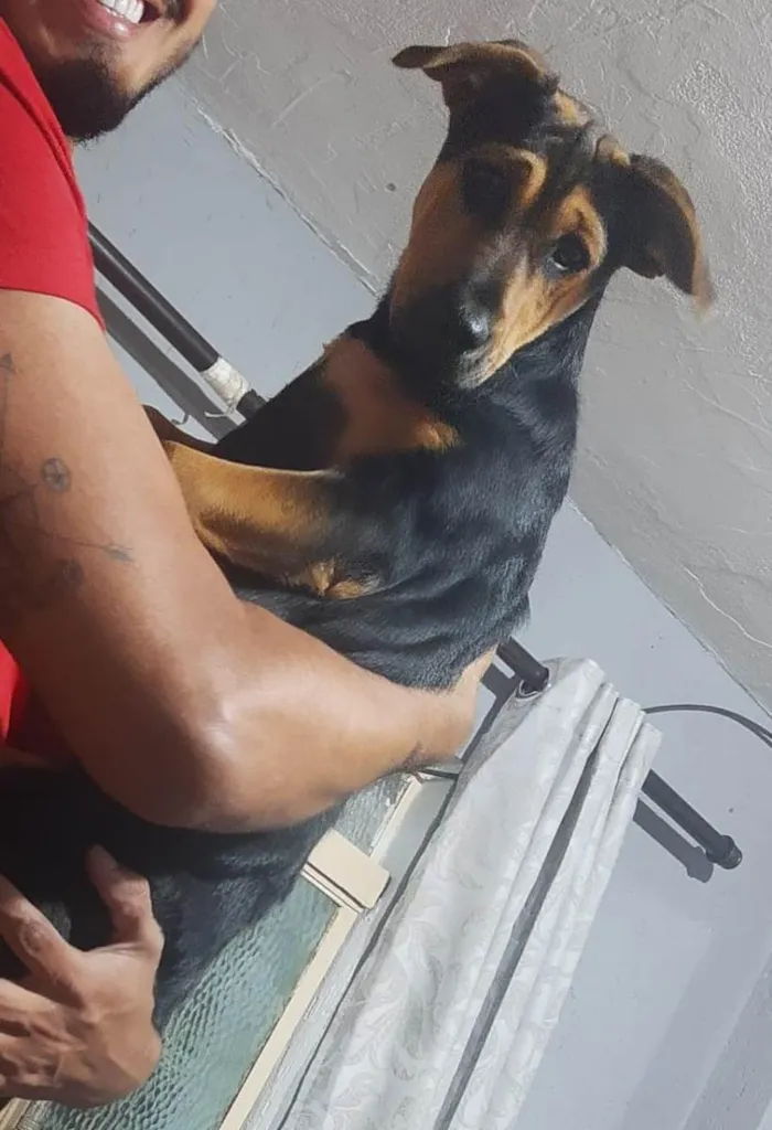 Cachorro ra a SRD-ViraLata idade 7 a 11 meses nome Fiona