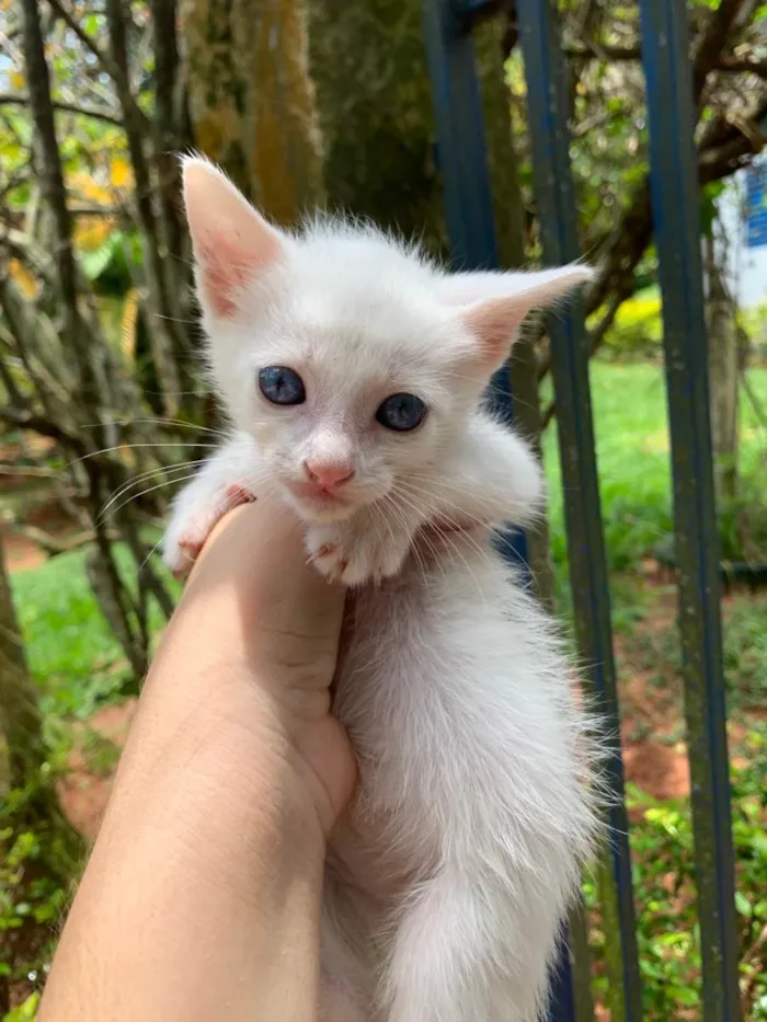 Gato ra a Srd idade Abaixo de 2 meses nome Gatinhos 