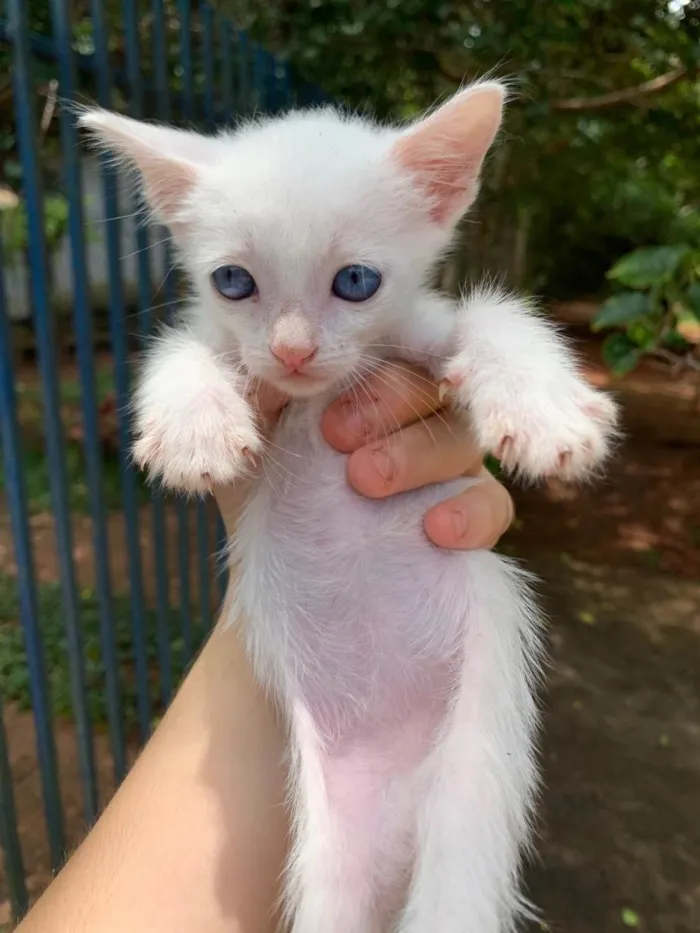 Gato ra a Srd idade Abaixo de 2 meses nome Gatinhos 